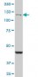 DHX8 Antibody (monoclonal) (M07)