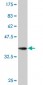 DIABLO Antibody (monoclonal) (M02)