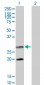 DIABLO Antibody (monoclonal) (M02)