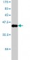 DIAPH1 Antibody (monoclonal) (M01)