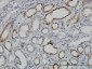 DLD Antibody (monoclonal) (M05)