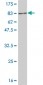 DLD Antibody (monoclonal) (M05)