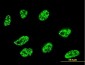 DLL1 Antibody (monoclonal) (M01)