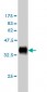 DLL1 Antibody (monoclonal) (M01)