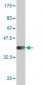 DLL1 Antibody (monoclonal) (M02)