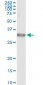 DLX1 Antibody (monoclonal) (M01)