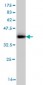 DLX1 Antibody (monoclonal) (M01)