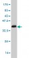 DLX1 Antibody (monoclonal) (M02)
