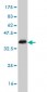 DLX1 Antibody (monoclonal) (M02)