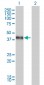 DLX3 Antibody (monoclonal) (M01)