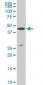 DLX3 Antibody (monoclonal) (M03)