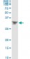 DLX4 Antibody (monoclonal) (M01)