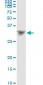 DLX4 Antibody (monoclonal) (M01)