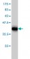 DLX4 Antibody (monoclonal) (M01)