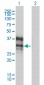 DLX4 Antibody (monoclonal) (M01)