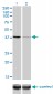 DLX4 Antibody (monoclonal) (M01)