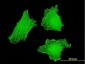 DLX5 Antibody (monoclonal) (M07)