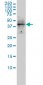 DMRT1 Antibody (monoclonal) (M01)