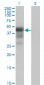 DMRT1 Antibody (monoclonal) (M01)