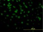 DMTF1 Antibody (monoclonal) (M03)