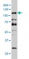 DMTF1 Antibody (monoclonal) (M03)
