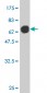 DNAJA2 Antibody (monoclonal) (M01)