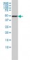 DNAJA2 Antibody (monoclonal) (M01)