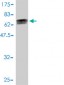 DNAJA4 Antibody (monoclonal) (M01)
