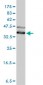 DNAJA4 Antibody (monoclonal) (M01)