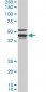 DNAJA4 Antibody (monoclonal) (M01)