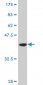 DNAJB2 Antibody (monoclonal) (M02)