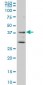 DNAJB2 Antibody (monoclonal) (M02)