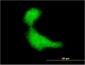 DNAJB2 Antibody (monoclonal) (M03)