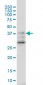 DNAJB2 Antibody (monoclonal) (M03)