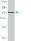 DNAJB4 Antibody (monoclonal) (M01)