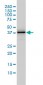 DNAJB4 Antibody (monoclonal) (M01)