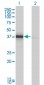 DNAJB4 Antibody (monoclonal) (M01)