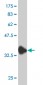 DNAJC10 Antibody (monoclonal) (M01)