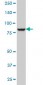 DNAJC10 Antibody (monoclonal) (M01)