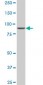 DNAJC10 Antibody (monoclonal) (M01)