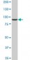 DNAJC10 Antibody (monoclonal) (M01)
