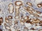 DNAJC10 Antibody (monoclonal) (M01)