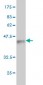 DNER Antibody (monoclonal) (M03)