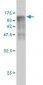 DNM1L Antibody (monoclonal) (M01)