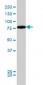 DNM1L Antibody (monoclonal) (M01)