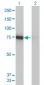 DNM1L Antibody (monoclonal) (M01)