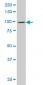 DNM2 Antibody (monoclonal) (M01)