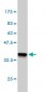 DPF2 Antibody (monoclonal) (M01)