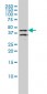 DPF2 Antibody (monoclonal) (M01)