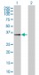 DPF2 Antibody (monoclonal) (M01)